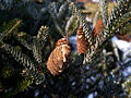 Abies koreana Silberlocke IMG_4512 Jodła koreańska